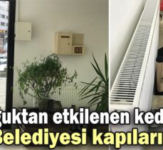 Soğuktan etkilenen kedilere Bolu Belediyesi kapılarını açtı