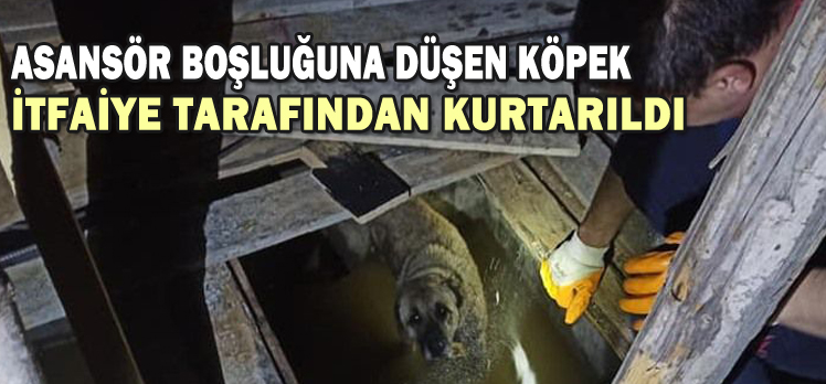 ASANSÖR BOŞLUĞUNA DÜŞEN KÖPEK İTFAİYE TARAFINDAN KURTARILDI