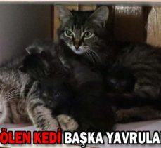 Yavruları ölen kedi başka yavruları besliyor