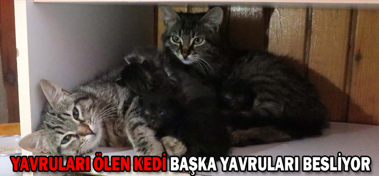 Yavruları ölen kedi başka yavruları besliyor