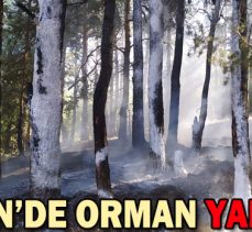 SEBEN’DE ORMAN YANGINI