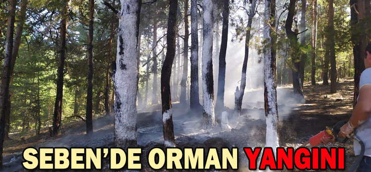 SEBEN’DE ORMAN YANGINI